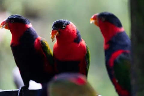 Three parrots are sitting on a ledge, one of which is eating Stock Photos