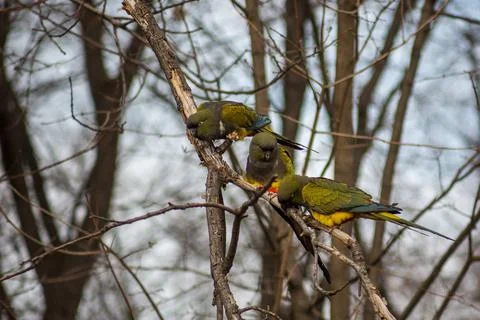 Three parrots on a branc Stock Photos