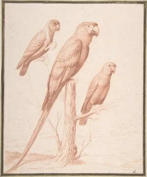 Three Parrots ca. 1675 Nicolas Robert French. Three Parrots  339706 库存插图