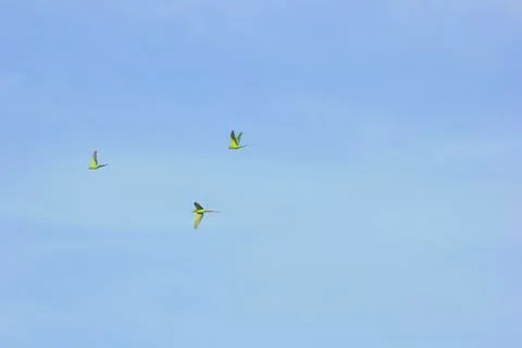 Three parrots flying Stock Photos