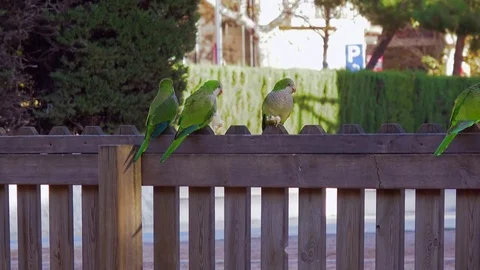 Three parrots Monk Parakeets Myiopsitta monachus eating bread Stock Footage 83544174