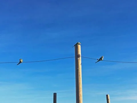 Three parrots Foto stock