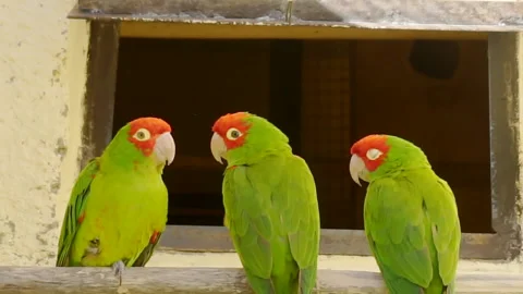 Three parrots of the same species sit on the same branch. 스톡 동영상 137897479