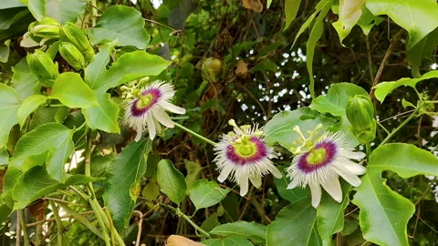 Three Passion Fruit Flowers and Unopened Buds Close Up Stock Footage 329747296