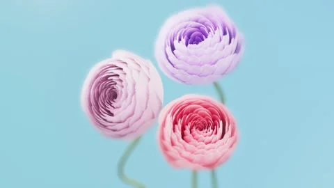 Three pastel ranunculus flowers rotating and forming buds on light blue bac.. 스톡 동영상 336023704