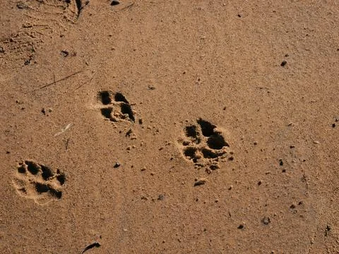 Three paw prints dig into brown sand Foto stock
