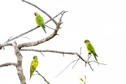 Three peach-fronted parakeets perched on tree branches on white background Stock Photos