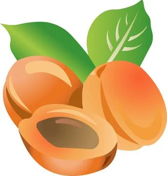 Three peaches with leaves. Vector illustration isolated on white background. Stock Illustration