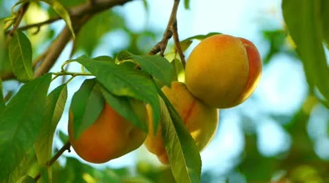 Three peaches on tree closeup Stock Footage 11846265