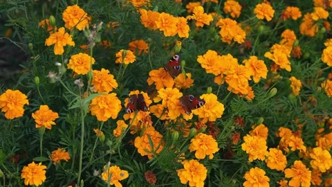 Three peacock butterflies are feeding on nectar. Stock Footage 345165704