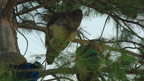 Three peacocks sit on the branches of a pine tree in the city park Stock Footage 183044748