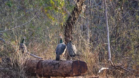 Three peahen perched on a log in Pench national park Stock Footage 337941709