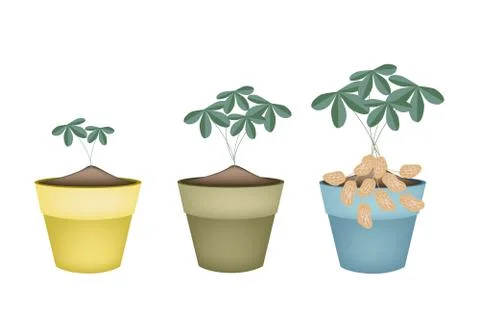 Three Peanuts Plant in Ceramic Flower Pots Stock Illustration