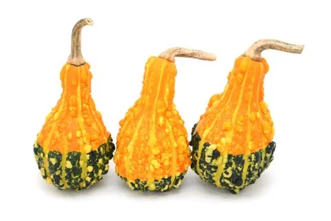 Three pear-shaped orange and green ornamental gourds Stock Photos