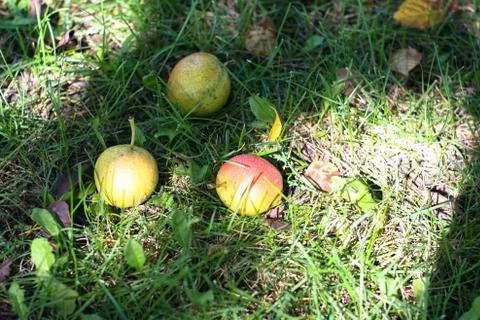 Three pears on the grass Stock-Fotos