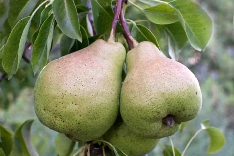 Three pears hanging on a tree close-up Stock Photos