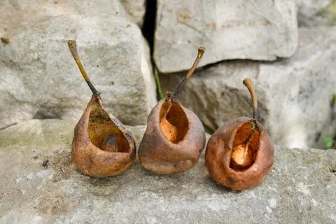 Three pears whose have been eaten by insects Stock Photos