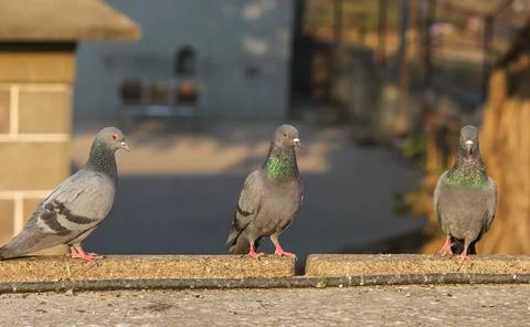 The Three Pegeans Sitting In The Sunlight. Stock Photos