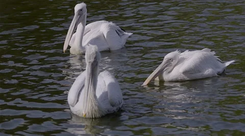 Three pelican Stock Footage 55340056