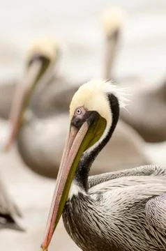 Three Pelican Vertical Stock Photos
