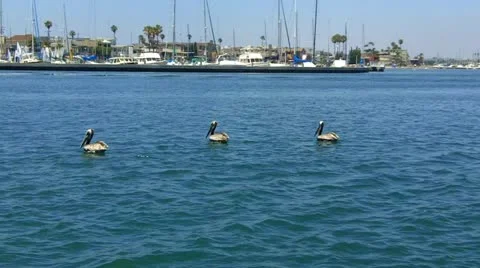 Three Pelicans Floating On Alamitos Bay- Long Beach CA Stock Footage