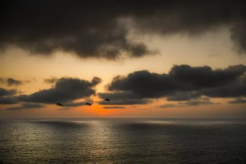 Three pelicans fly over the ocean at sunset with dramatic clouds 库存照片