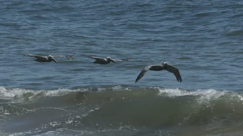 Three Pelicans Flying Above Waves Video stock 111279518