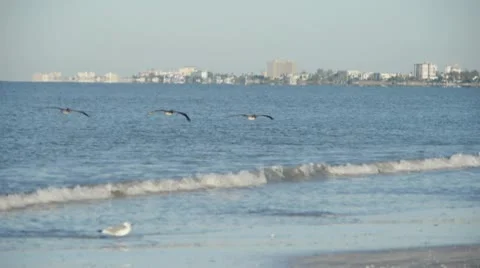 Three Pelicans Flying along beach resort shoreline 스톡 동영상 10757214
