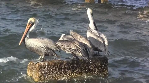 Three pelicans 스톡 동영상 88140147