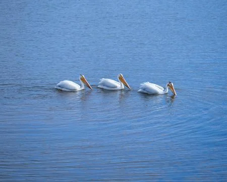 Three pelicans glide gracefully in a row across a calm lake under a clear blue s Stock Photos