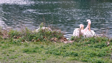 Three Pelicans on a lake Video stock 104741984