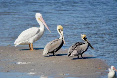Three pelicans Stock Photos
