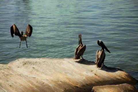 Three Pelicans Foto stock