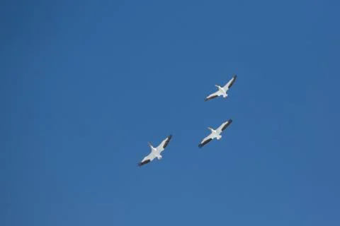Three Pelicans Stock Photos