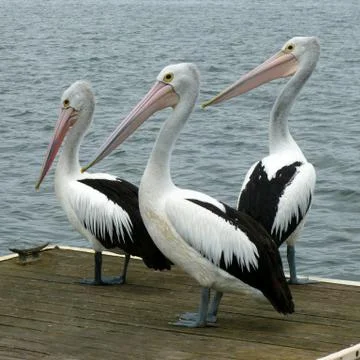 Three Pelicans 스톡 사진