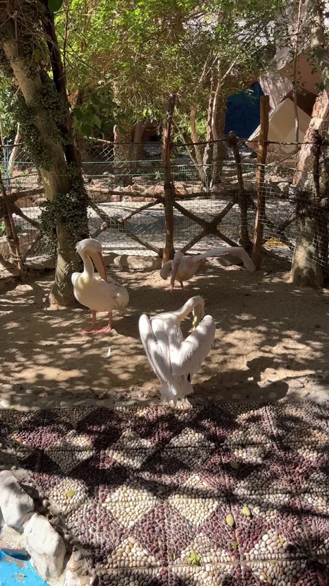 Three pelicans preen their feathers and one does a gymnastic stretch Stock Footage 310968475