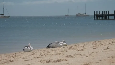 Three Pelicans Relaxing on Beach – Monkey Mia, Western Australia Stock Footage 316224681