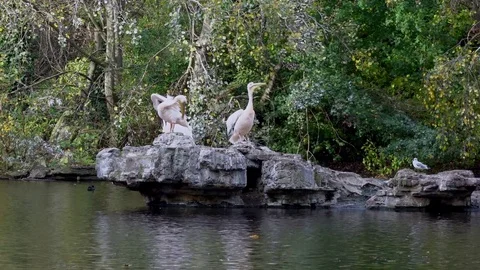 Three Pelicans On The Rock 스톡 동영상 81758429