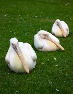 Three pelicans in a row Stock Photos