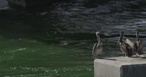 Three pelicans standing on a concrete block at a turbulent water Stock Footage 150632473