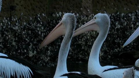 Three pelicans wait for fish scraps to thrown into the water near them. Vídeo Stock 127483331