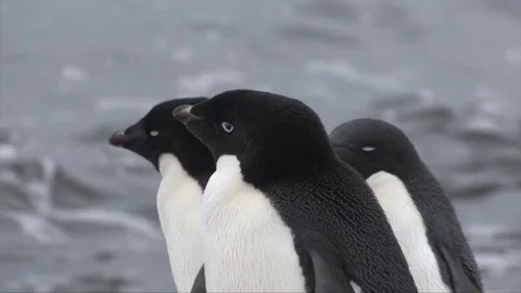 Three Penguins and the Antarctic Ocean Around Them Close Up Stock Footage 72952404