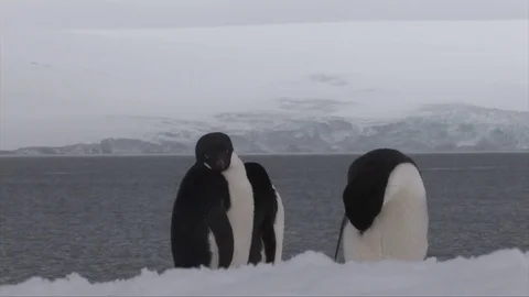Three Penguins and the Antarctic Ocean Around Them Close Up Stock Footage 72952782