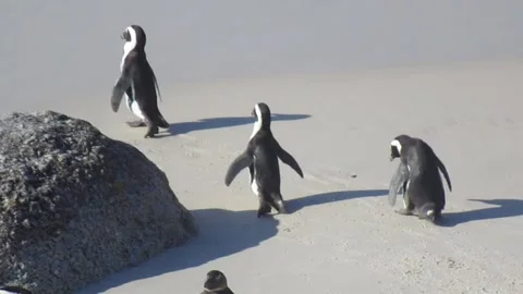 Three penguins at Boulder beach splashing into the ocean. The beach is in Stock Footage 131845518