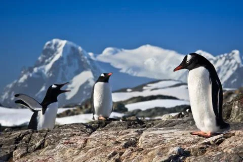 Three penguins dreaming Stock-Fotos