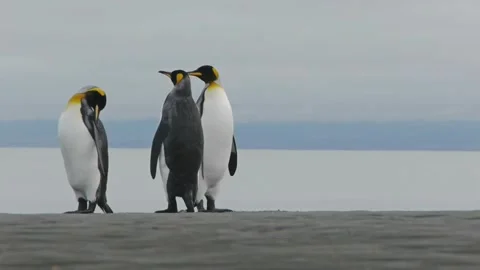 Three penguins Stock Footage 270817529