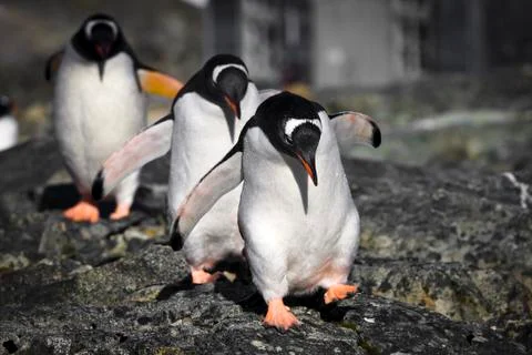 Three penguins Fotos Stock