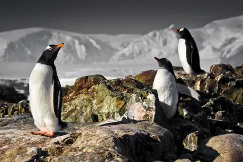 Three penguins Fotos Stock