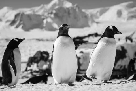 Three penguins Stock-Fotos