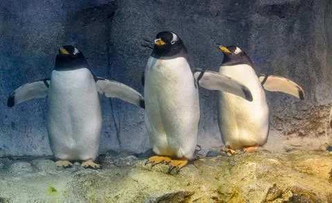Three penguins standing on rocky ground Stock Photos